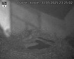 Capi_Dubne_20250531_232502.jpg