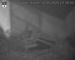 Capi_Dubne_20250531_233003.jpg