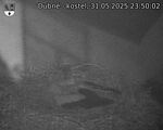 Capi_Dubne_20250531_235002.jpg