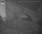 Capi_Dubne_20250531_235502.jpg