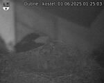 Capi_Dubne_20250601_012503.jpg