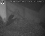 Capi_Dubne_20250601_014502.jpg
