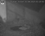 Capi_Dubne_20250601_032002.jpg