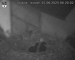 Capi_Dubne_20250601_042002.jpg