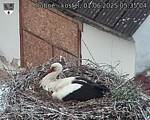 Capi_Dubne_20250601_053504.jpg