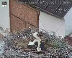 Capi_Dubne_20250601_072004.jpg