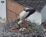 Capi_Dubne_20250601_084003.jpg