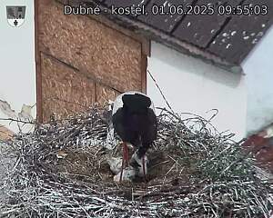Capi_Dubne_20250601_095503.jpg (1350 x 1080)