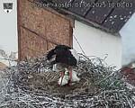 Capi_Dubne_20250601_100003.jpg