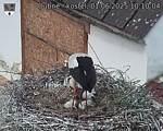 Capi_Dubne_20250601_101004.jpg