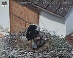 Capi_Dubne_20250601_110003.jpg