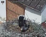Capi_Dubne_20250601_110504.jpg