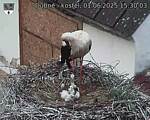 Capi_Dubne_20250601_153003.jpg