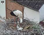 Capi_Dubne_20250601_180003.jpg