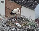 Capi_Dubne_20250601_181503.jpg