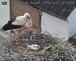 Capi_Dubne_20250601_193004.jpg