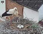 Capi_Dubne_20250601_201004.jpg