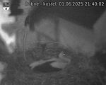 Capi_Dubne_20250601_214002.jpg