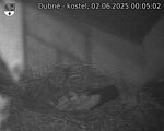 Capi_Dubne_20250602_000502.jpg