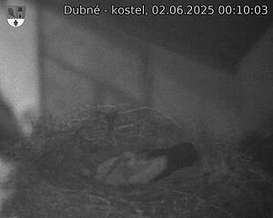 Capi_Dubne_20250602_001003.jpg (1350 x 1080)
