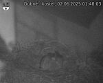 Capi_Dubne_20250602_014003.jpg