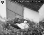 Capi_Dubne_20250602_045002.jpg