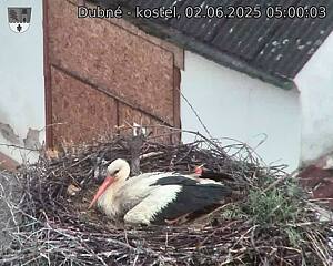 Capi_Dubne_20250602_050003.jpg (1350 x 1080)