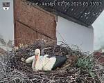 Capi_Dubne_20250602_053503.jpg