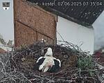 Capi_Dubne_20250602_073504.jpg