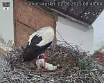Capi_Dubne_20250602_084004.jpg
