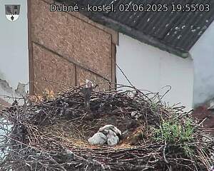 Capi_Dubne_20250602_195503.jpg (1350 x 1080)