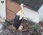 Capi_Dubne_20250602_205504.jpg