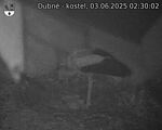 Capi_Dubne_20250603_023002.jpg