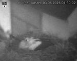 Capi_Dubne_20250603_043002.jpg