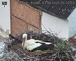 Capi_Dubne_20250603_052003.jpg