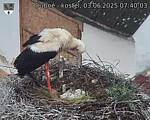 Capi_Dubne_20250603_074003.jpg