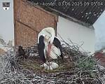 Capi_Dubne_20250603_090504.jpg