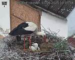 Capi_Dubne_20250603_100504.jpg