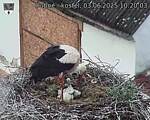 Capi_Dubne_20250603_102003.jpg