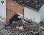 Capi_Dubne_20250603_102503.jpg