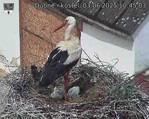 Capi_Dubne_20250603_104503.jpg (1350 x 1080)