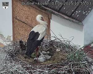 Capi_Dubne_20250603_105503.jpg (1350 x 1080)