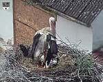 Capi_Dubne_20250603_142503.jpg