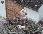 Capi_Dubne_20250603_200504.jpg