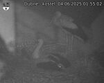 Capi_Dubne_20250604_015502.jpg