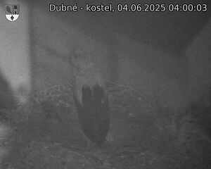 Capi_Dubne_20250604_040003.jpg (1350 x 1080)
