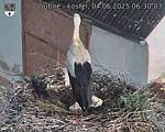 Capi_Dubne_20250604_063003.jpg