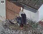 Capi_Dubne_20250604_083506.jpg