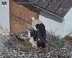 Capi_Dubne_20250604_092004.jpg