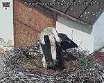 Capi_Dubne_20250604_101503.jpg